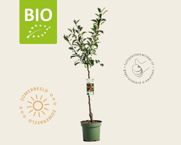 Malus domestica 'James Grieve' - BIO laagstam