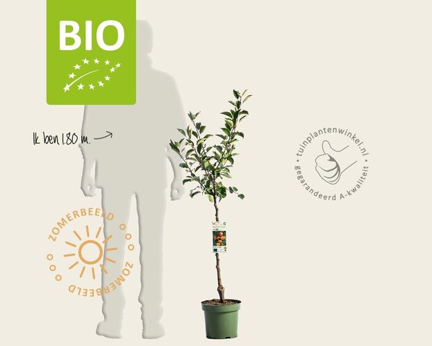 Malus domestica 'James Grieve' - BIO laagstam
