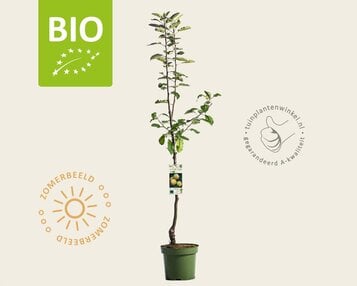 Malus domestica 'Golden Delicious' - BIO laagstam image