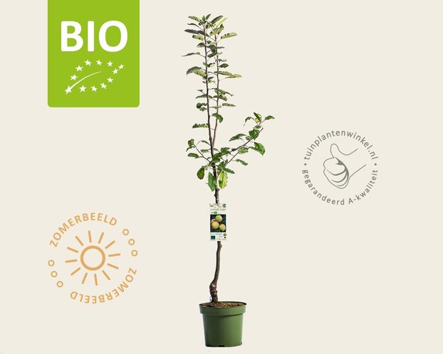 Malus domestica 'Golden Delicious' - BIO laagstam