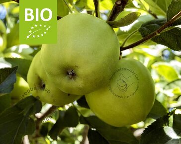 Malus domestica 'Golden Delicious' - BIO laagstam