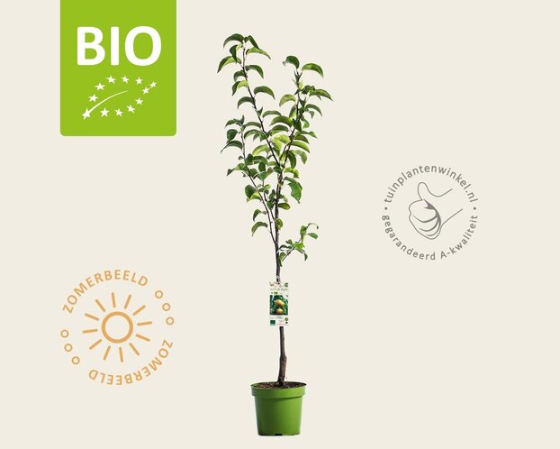 Pyrus pyrifolia 'Nijisseiki' - BIO laagstam