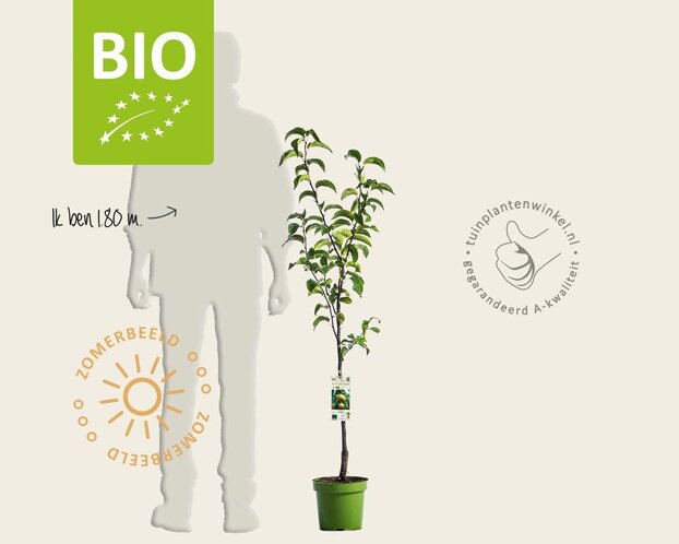 Pyrus pyrifolia 'Nijisseiki' - BIO laagstam