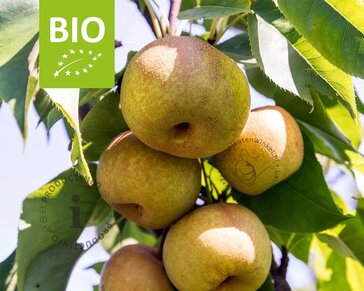 Pyrus pyrifolia 'Nijisseiki' - BIO laagstam