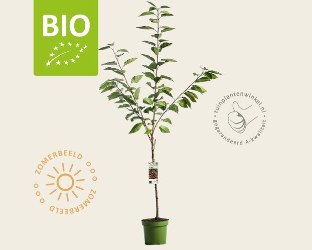 Prunus avium 'Regina' - BIO laagstam