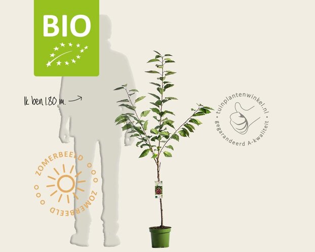 Prunus avium 'Regina' - BIO laagstam
