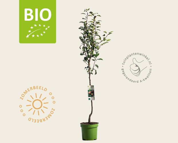 Pyrus communis 'Clapp's Favourite' - BIO laagstam