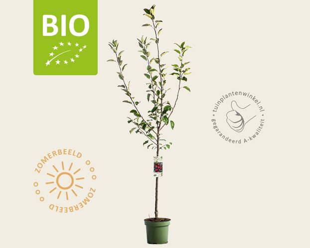 Malus domestica 'Jonagold' - BIO laagstam