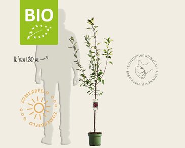 Malus domestica 'Jonagold' - BIO laagstam