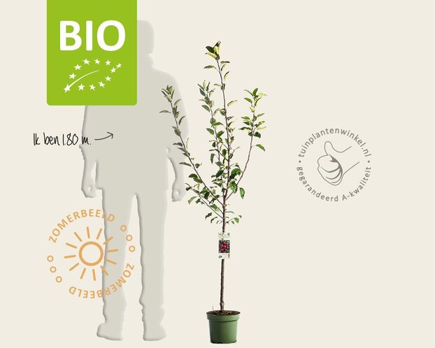 Malus domestica 'Jonagold' - BIO laagstam