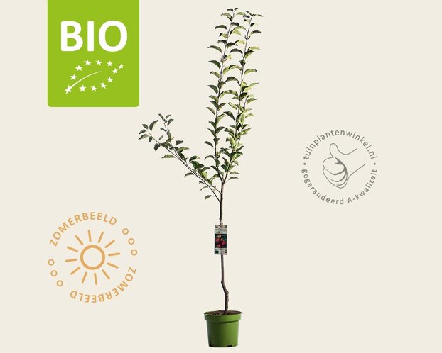 Malus domestica 'Ida Red' - BIO laagstam