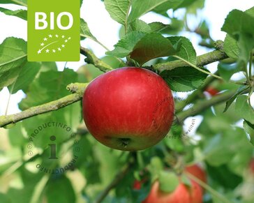 Malus domestica 'Ida Red' - BIO laagstam