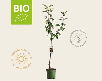 Malus domestica 'Ingrid Marie' - BIO laagstam image