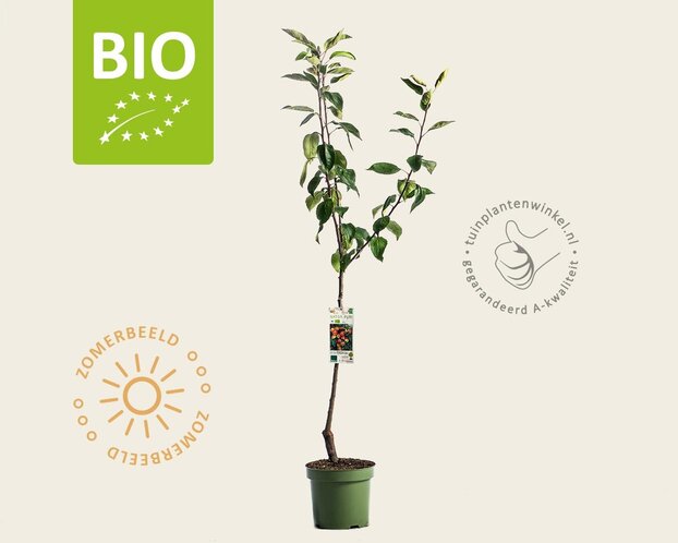 Malus domestica 'Ingrid Marie' - BIO laagstam