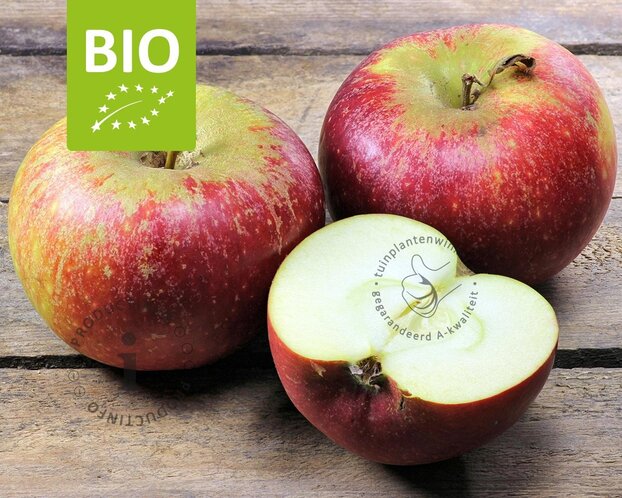 Malus domestica 'Ingrid Marie' - BIO laagstam
