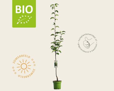 Pyrus pyrifolia 'Kosui' - BIO laagstam