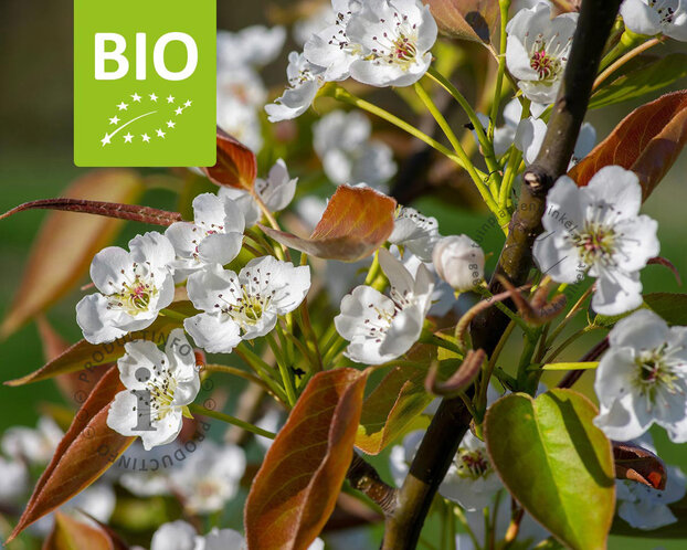 Pyrus pyrifolia 'Kosui' - BIO laagstam