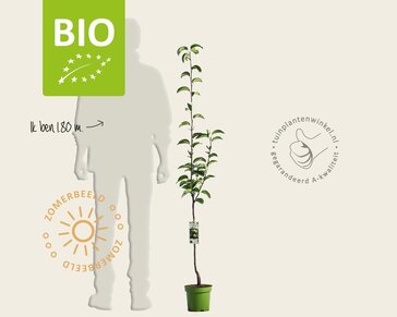 Pyrus pyrifolia 'Kosui' - BIO laagstam