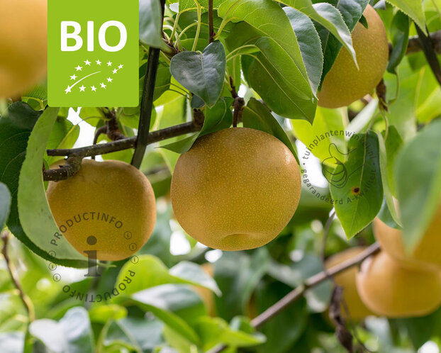 Pyrus pyrifolia 'Kosui' - BIO laagstam