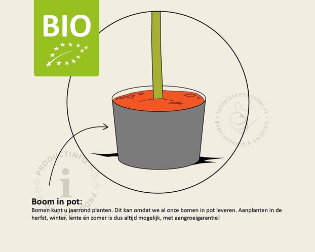 Pyrus pyrifolia 'Kosui' - BIO laagstam