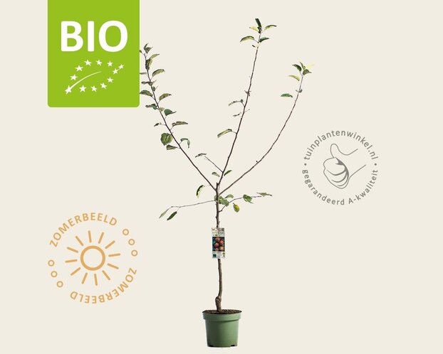Malus domestica 'Rode Boskoop' - BIO laagstam