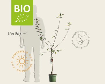 Malus domestica 'Rode Boskoop' - BIO laagstam