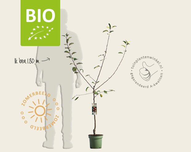Malus domestica 'Rode Boskoop' - BIO laagstam