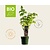 Rubus idaeus Lowberry 'Good As Gold' - BIO