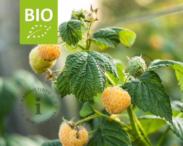 Rubus idaeus Lowberry 'Good As Gold' - BIO
