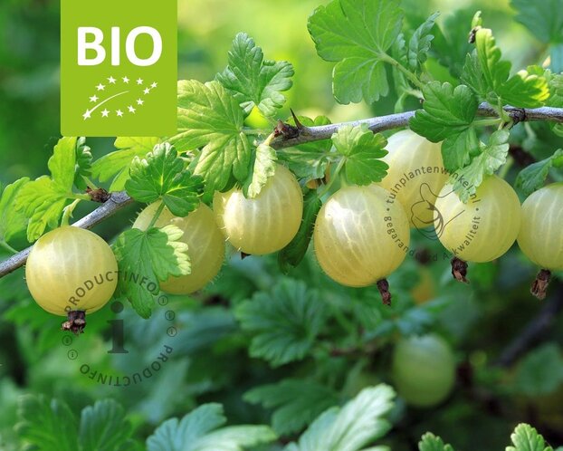 Ribes Easycrisp 'Lady Sun' - BIO