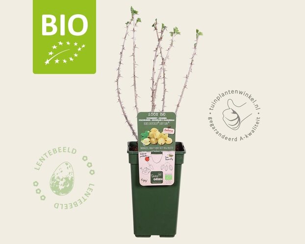 Ribes Easycrisp 'Lady Sun' - BIO