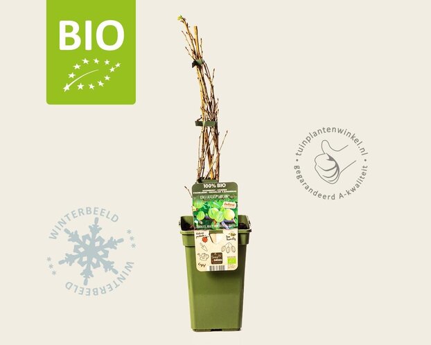 Ribes Easycrisp 'Lady Sun' - BIO