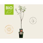 BIO Mini
