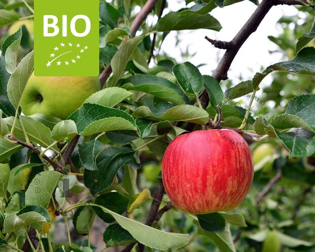 Malus domestica 'Gala' - BIO mini