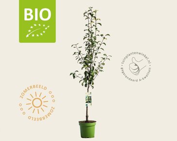Pyrus communis 'Conference' - BIO laagstam