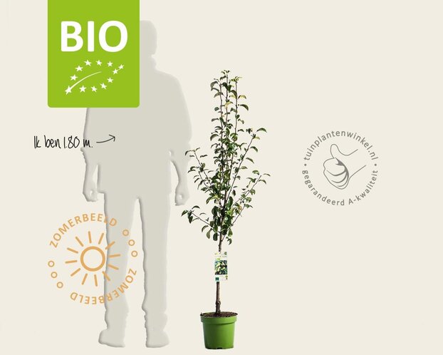 Pyrus communis 'Conference' - BIO laagstam