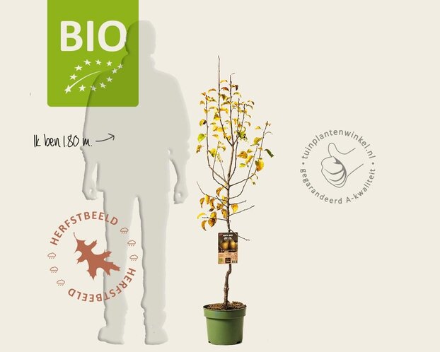 Pyrus communis 'Conference' - BIO laagstam