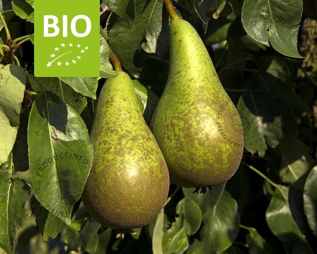 Pyrus communis 'Conference' - BIO laagstam