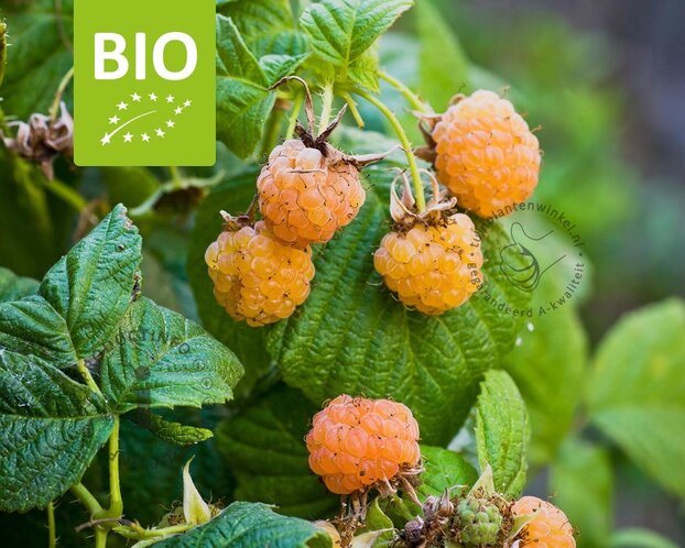 Rubus idaeus Twotimer 'Sugana Yellow' - BIO