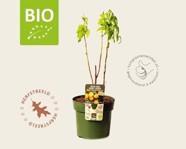 Rubus idaeus Twotimer 'Sugana Yellow' - BIO