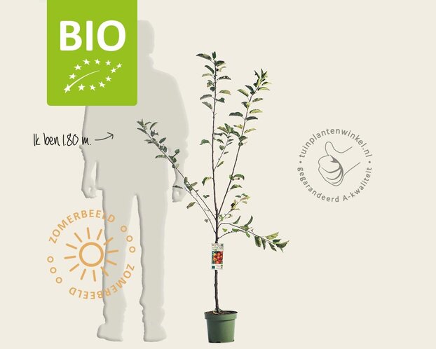 Malus domestica 'Elstar' - BIO laagstam