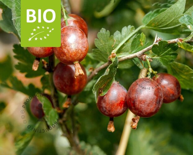 Ribes Easycrisp 'Lady Late' - BIO