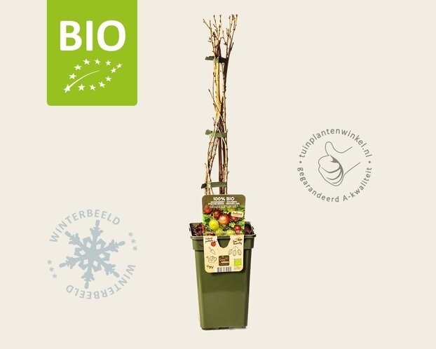 Ribes Easycrisp 'Lady Late' - BIO