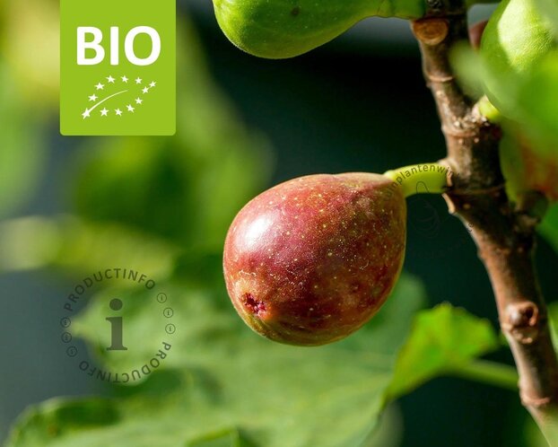 Ficus carica 'Little Miss Figgy' - BIO