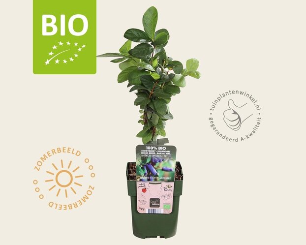 Lonicera kamtschatica 'Duet' - BIO