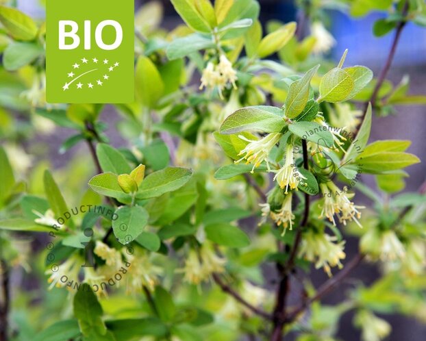 Lonicera kamtschatica 'Duet' - BIO