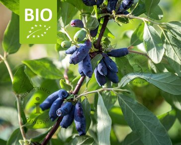 Lonicera kamtschatica 'Duet' - BIO