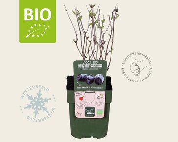 Lonicera kamtschatica 'Duet' - BIO