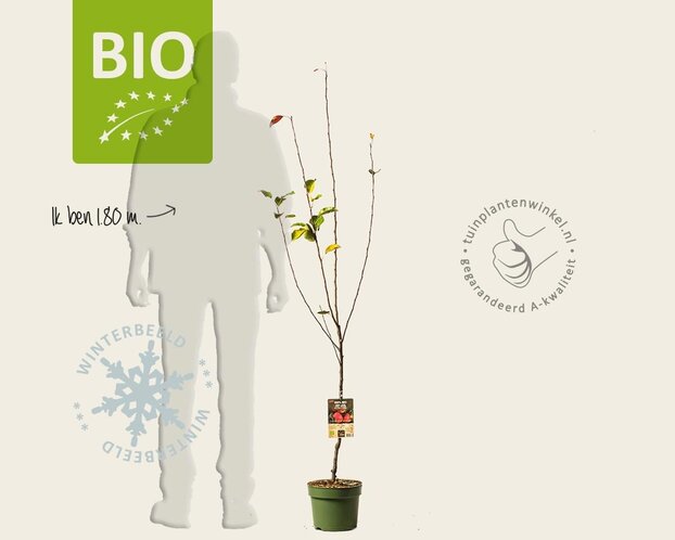 Malus domestica 'Benoni' - BIO laagstam