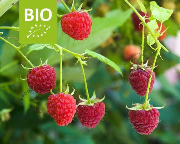 Rubus idaeus Lowberry 'Little Sweet Sister' - BIO